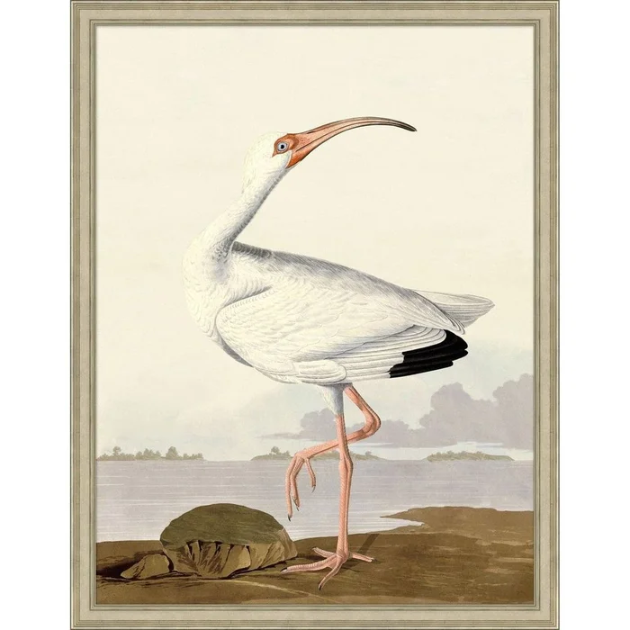 Audubon Ibis