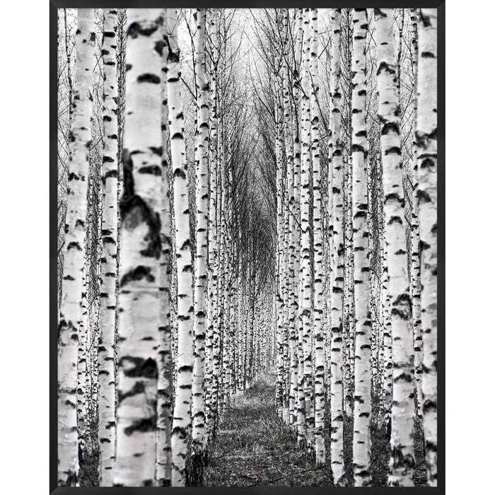 Birch Pathway