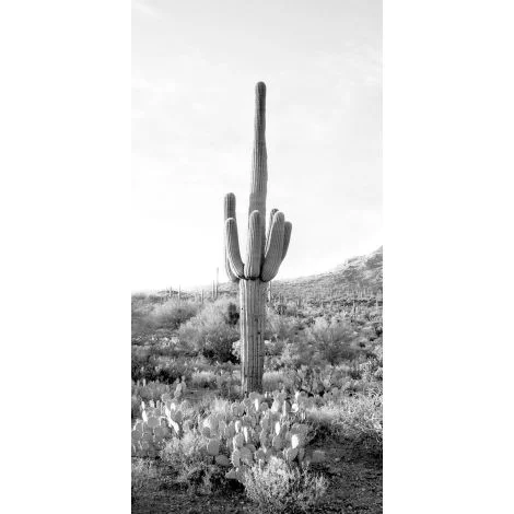 Tall Cactus